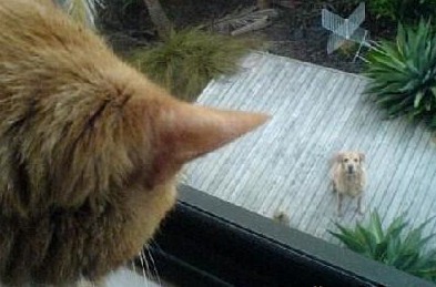 大神再传授我些经验吧 搞笑囧图大荟萃(17)