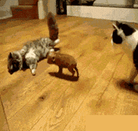 每周搞笑gif图片大合集乐游网第十五期