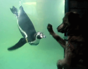 每周搞笑gif图片大合集 乐游网第四十二期