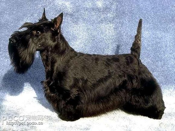 苏俄猎狼犬:4000~8000圣伯纳犬:1000~10000