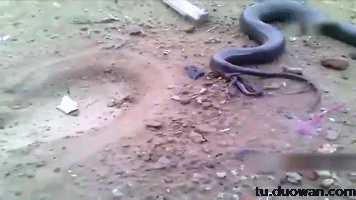 356_200gif 动态图 动图