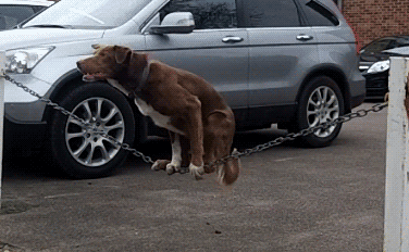 搞笑gif动图(10月23日) 性感美女洗车却惨遭意外 运动