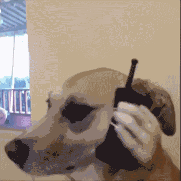 搞笑gif动图(11月30日) 男人除了性还会想什么?