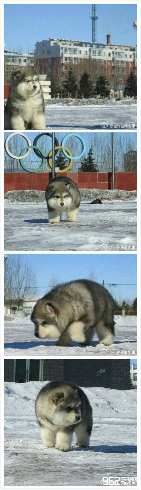 每日搞笑囧图(12月23日) 平安夜好想收到这样一份礼物