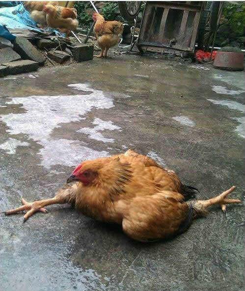 妹子的膝盖有点丧心病狂 搞笑囧图大荟萃(27)