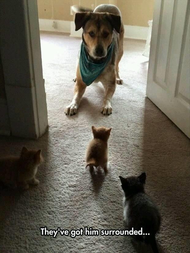 魔鬼的身材,魔鬼的面孔 周五搞笑囧图大荟萃(32)