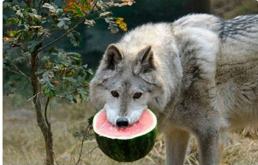 刘强东花4亿为奶茶妹购私人飞机!来看今天的搞笑囧图大荟萃(60)吧