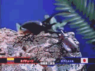 独角仙真的挺厉害