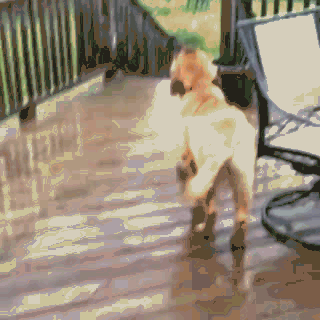 每日爆笑动图8月6日妹子你一个人在床上嗨什么