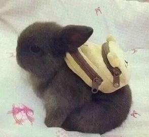 每日搞笑囧图(9月1日)马上开学了 请你不要忧伤