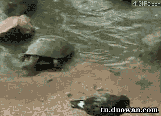 每日爆笑动图(9月2日)为了小伙伴高兴 只好献出宝贵的