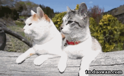 首页 游戏资讯  八卦娱乐 → 每日爆笑动图(9月11日)软妹湿身洗车