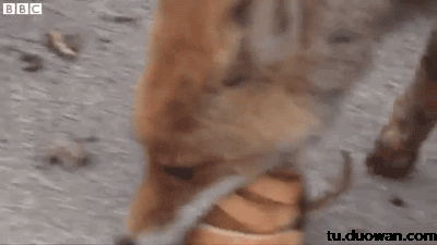 搞笑gif动图1月3日新年看美女美女却这反应