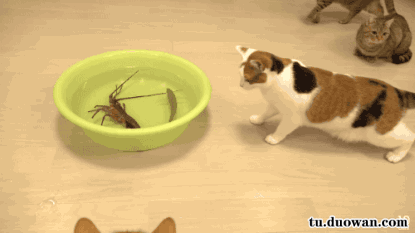 龙虾光用灵压就击退喵星人了尼奥的折纸教室这一下裁判没看到看了30