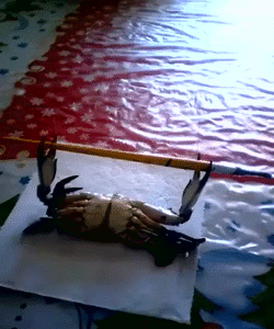 首页 游戏资讯  八卦娱乐 → 搞笑gif动图(2月2日) 胸器的正确锻炼