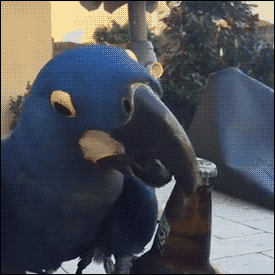 搞笑gif动图(2月15日) 摄影师的胸器福利 岛国电视节目尺度大