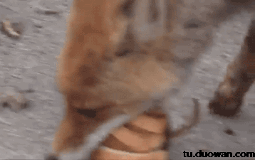 再狡猾的狐狸也有犯傻的时候