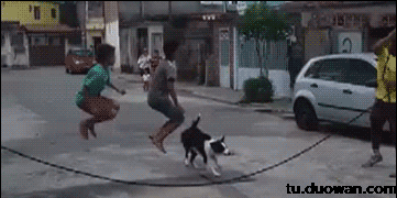 每日搞笑gif(3月27)笑看狮子狗1v4送血池首页_乐游网