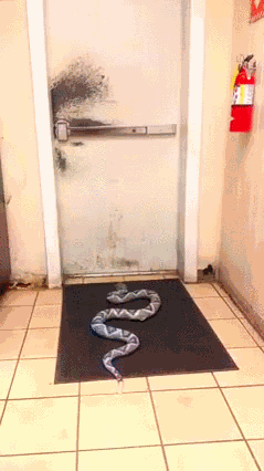 每日gif动图5月31日好好吃好好玩的样子