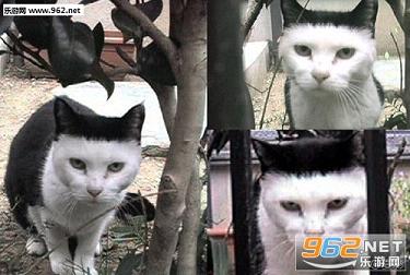 每日搞笑囧图(6月11日)联盟狗部落猪需要是什么?