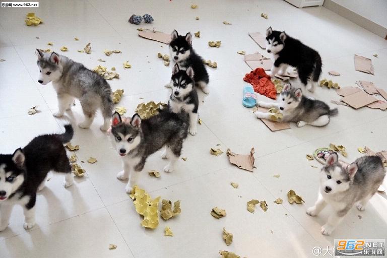 每日搞笑囧图(6月11日)联盟狗部落猪需要是什么?