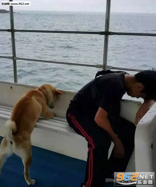 搞笑囧图(6月14日) 没时间多说了 快上来   一只第一次坐轮船的柴犬