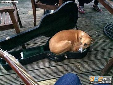 搞笑囧图(7月25日)如此魔性的表情 只有汪星人能做到