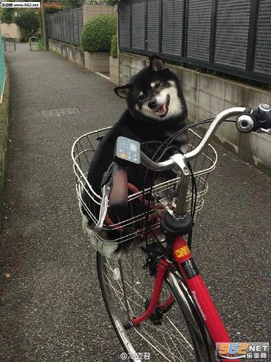 日推上一柴犬得知要被主人带去兜风,开心得成了表情包