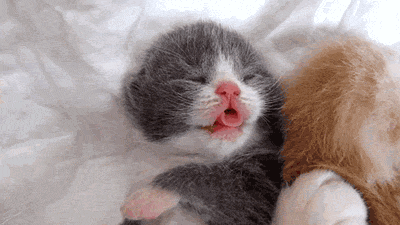 动物睡觉动态图片-动物睡觉可爱表情包gif下载-乐游网