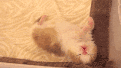 动物睡觉动态图片-动物睡觉可爱表情包gif下载-乐游网