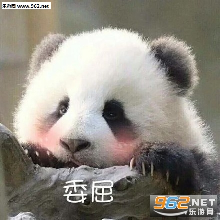 超级委屈熊猫可爱表情包