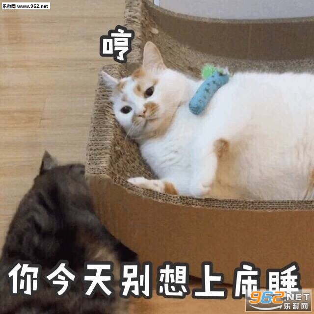 wink猫咪楼楼gif表情包动态图片大全|一大口亲