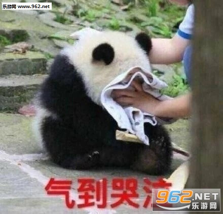 气到哭泣熊猫表情包-超级委屈熊猫可爱表情包下载-乐