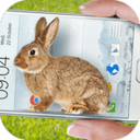 Bunny In Phone Cute joke(ֻɰЦİ)