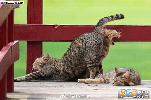 搞笑囧图(3月27日) 喜欢帮女同学扯皮筋的原因