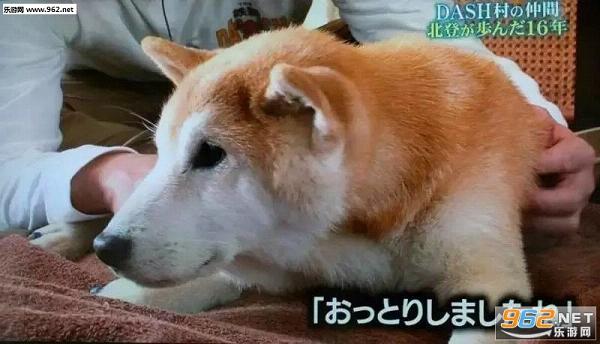 表情包日本网红柴犬北登去世愿你天堂生活也元气满满