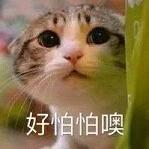 小编带来的猫咪好怕怕哦表情包下载,让你的表情包注入一游戏