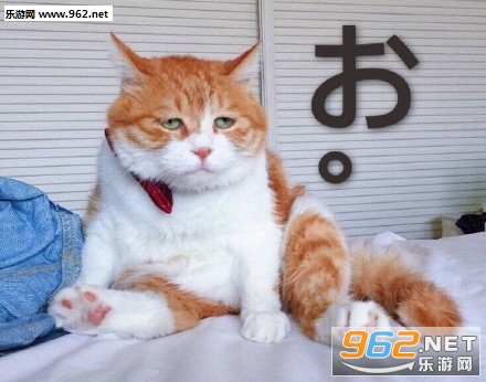 丧猫日语印版下载表情无水-乐游网游戏下载搞笑好看动漫图片的好看女主图片