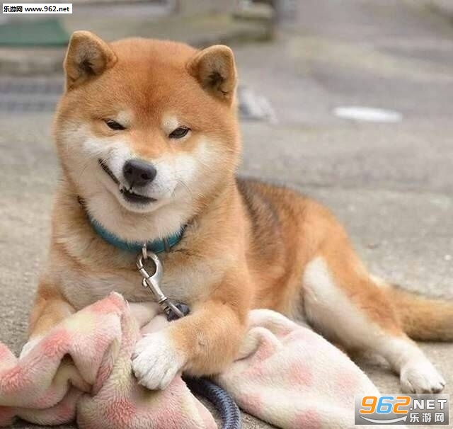 一个耿直的微笑柴犬表情包