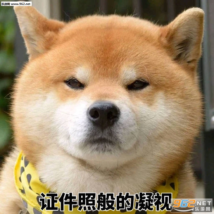 丑拒柴犬表情包带字图片|一个耿直的微笑柴犬