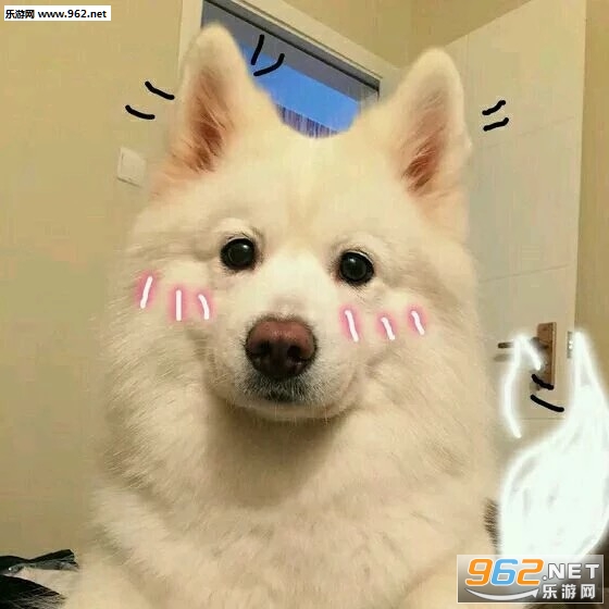 抱腿痛哭柴犬表情包图片|火速逃离虐狗现场表情包下载-乐游网游戏下载