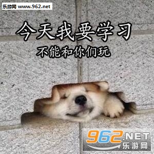 美好的一天从学习开始柴犬表情包