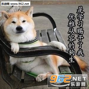 美好的一天从学习开始柴犬表情包