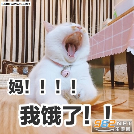 我jio得阔以猫爪表情包