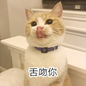 你的小可爱突然出现了萌猫表情包