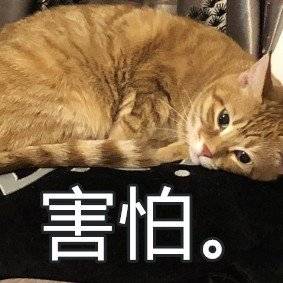 book思议猫咪表情包