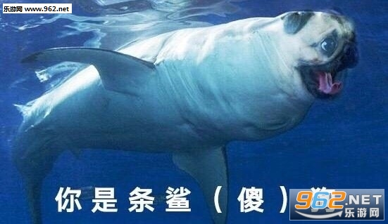 鲨雕表情包动物版