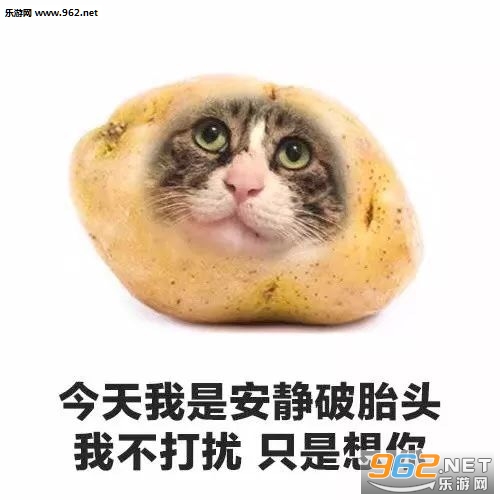 今天我是流泪猫猫头猫咪水果系列表情包图片