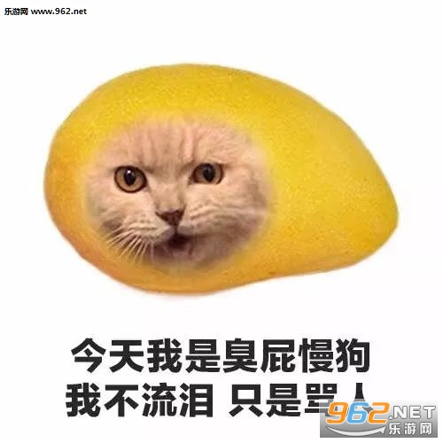 今天我是流泪猫猫头猫咪水果系列表情包图片