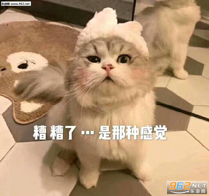 崽你好命苦啊猫咪表情包